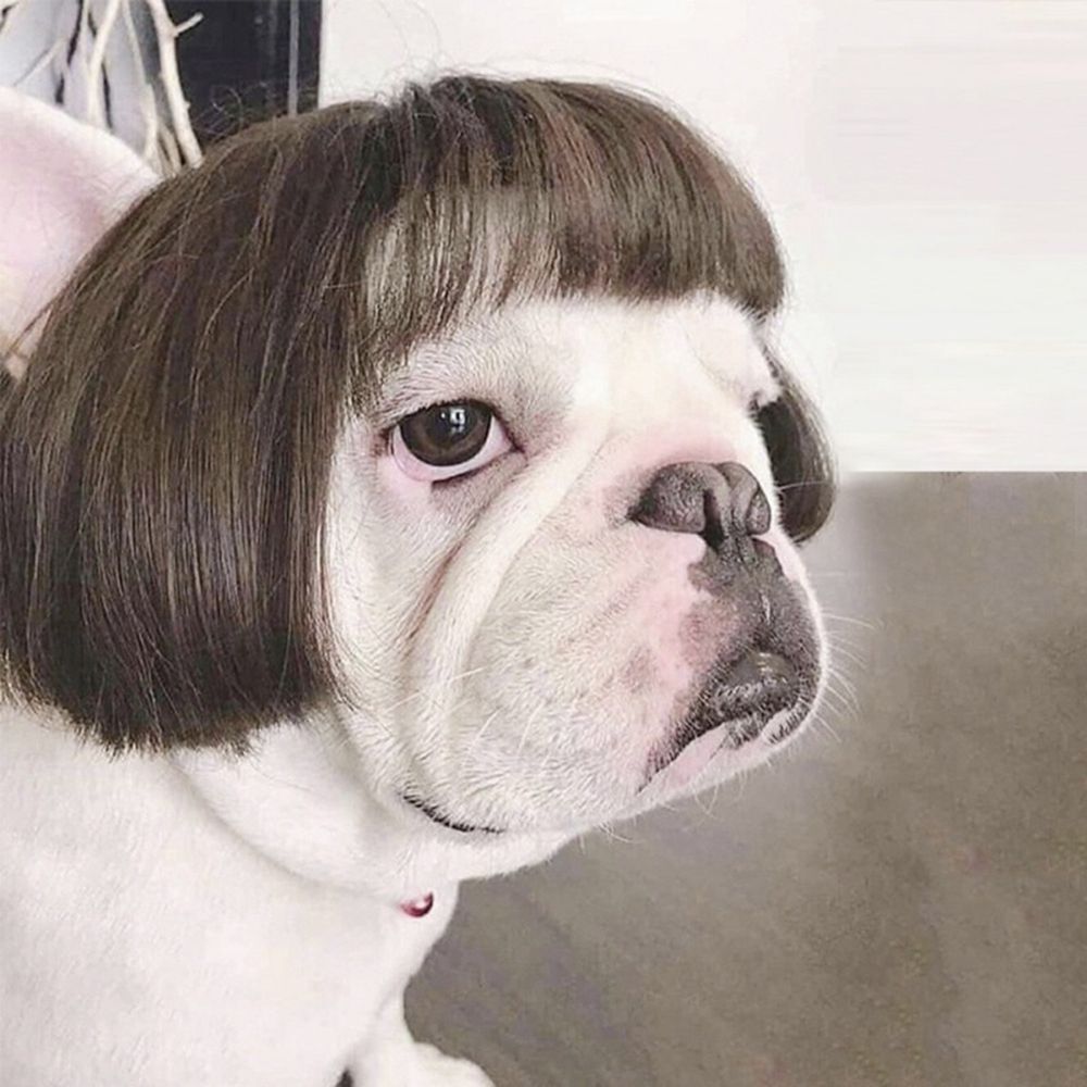 Pet Wig Funny Cat Dog Wig Adjustable Pet Headdresses Pet Cosplay Props