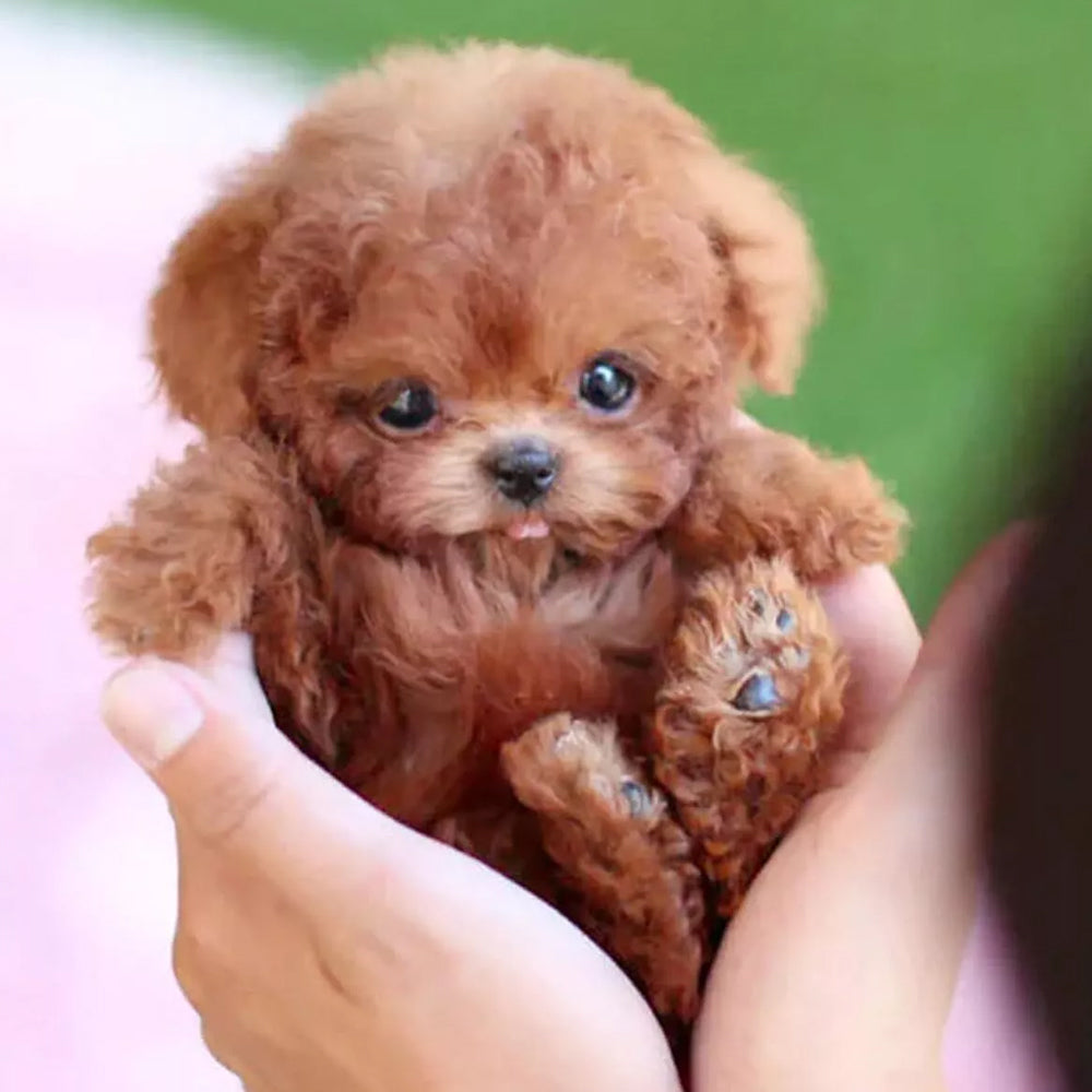 My Realistic Robot Puppy β Adorable Interactive Electronic Pet Dog Toy, Perfect Gift for Girls & Kids