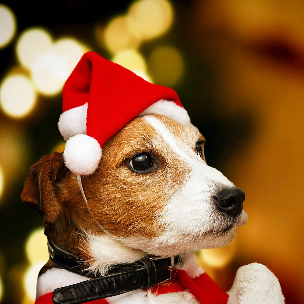 Christmas Santa Dog Hat Set – 2PCS Lightweight Pet Costume Caps