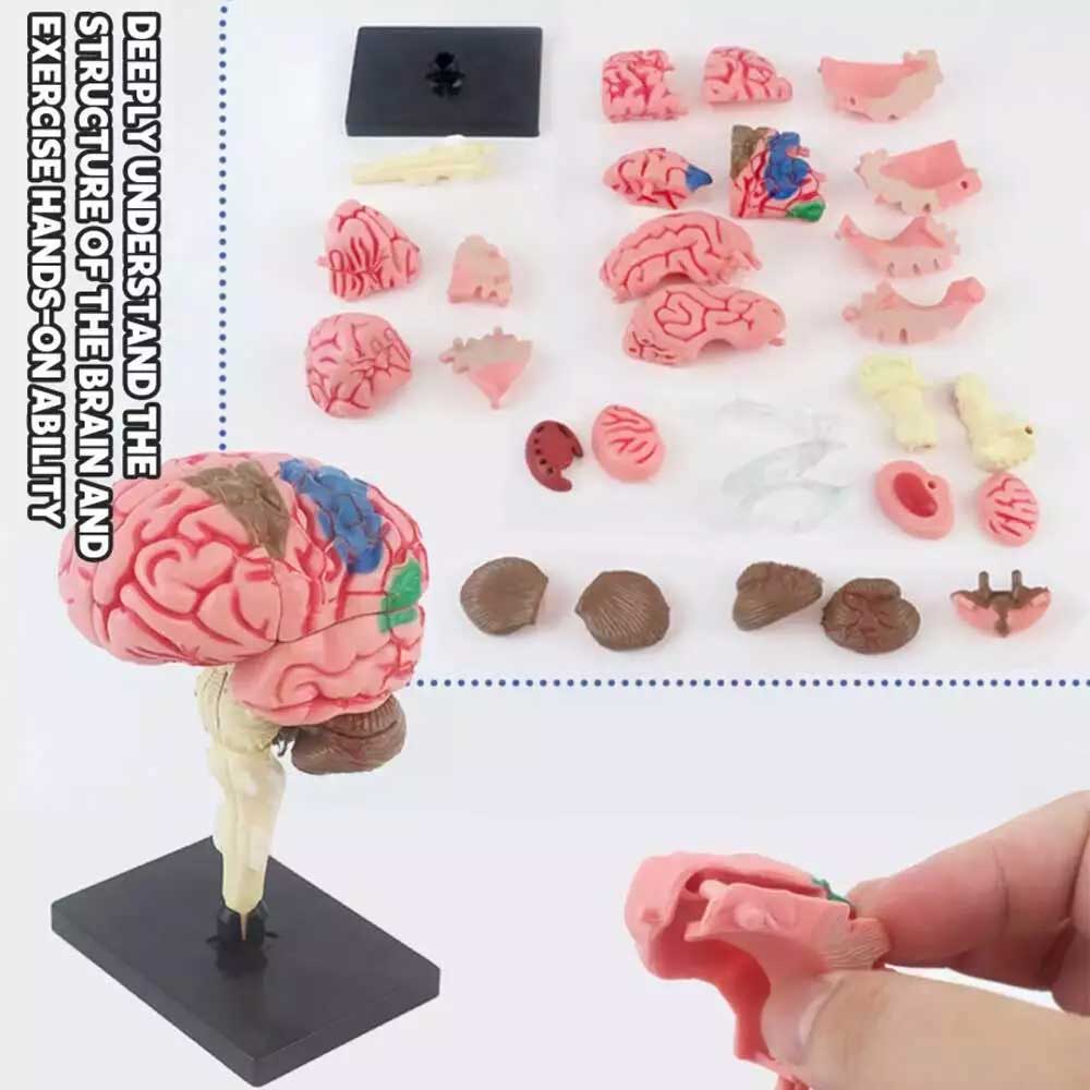Color-Coded Human Brain Model - Anatomical Teaching Med Artery Display Practical
