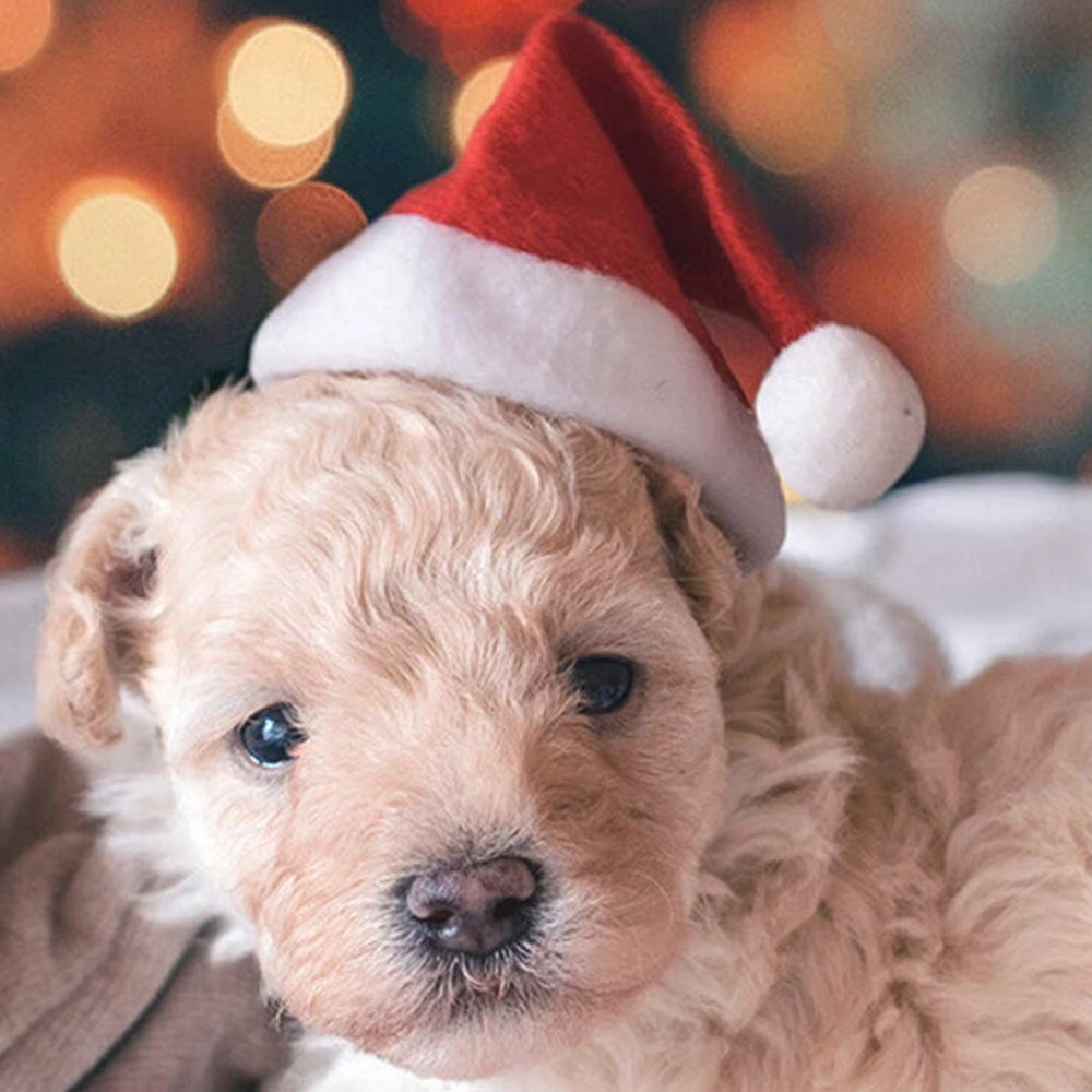 Christmas Santa Dog Hat Set – 2PCS Lightweight Pet Costume Caps