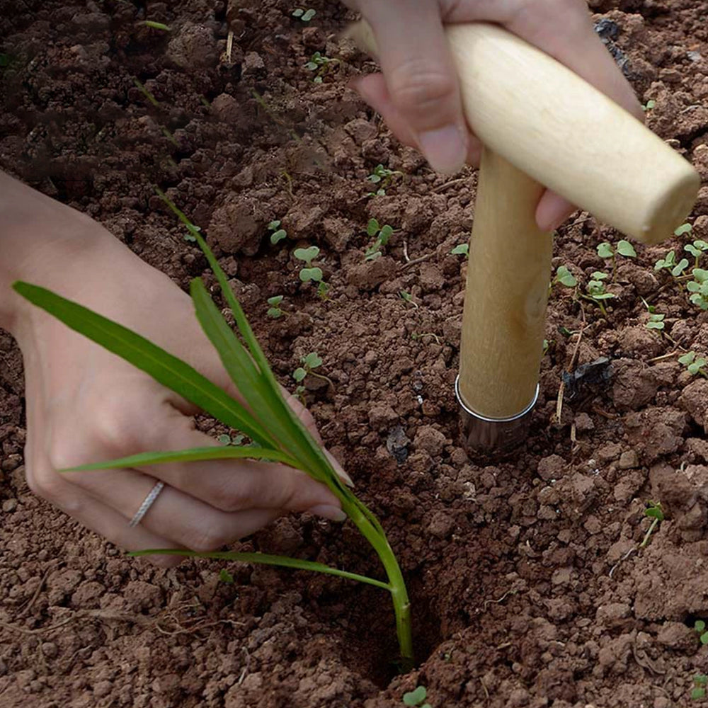 Garden Dibber - T-Handle Carbon Steel Tool for Seed & Bulb Planting