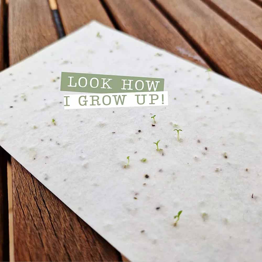 2025 Growable Plantable Seed Paper Desk Calendar Wildflower Desk Planner w/Stand