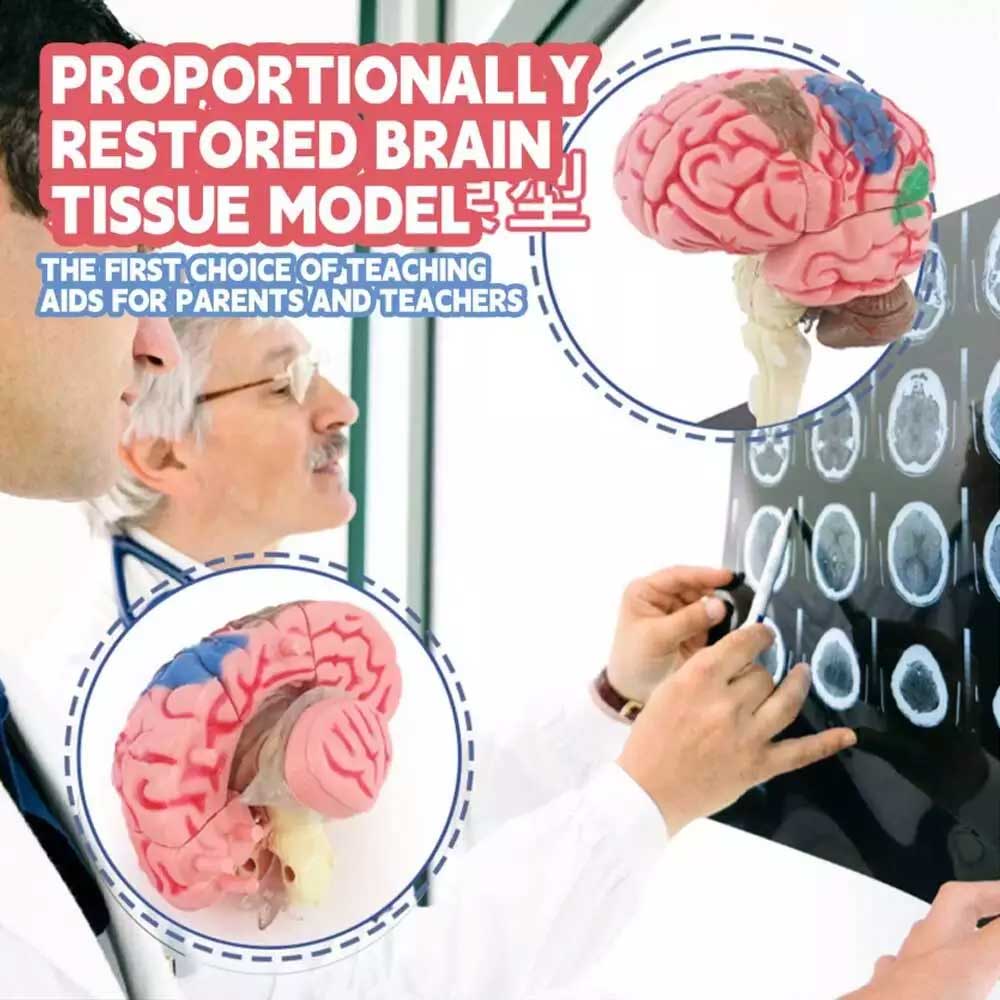 Color-Coded Human Brain Model - Anatomical Teaching Med Artery Display Practical