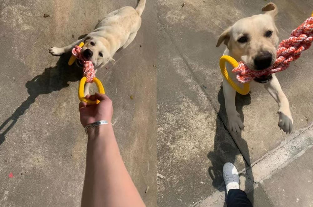 Heavy-Duty Dog Tug Toy – Cotton Rope with Rubber Ring for Large Breeds