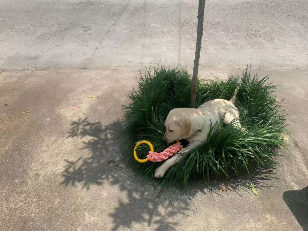 Heavy-Duty Dog Tug Toy – Cotton Rope with Rubber Ring for Large Breeds