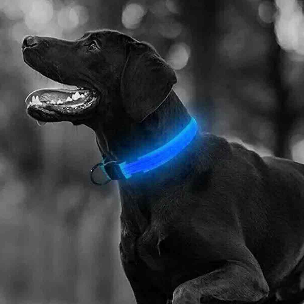 Light Up LED Dog Collar – Adjustable USB Rechargeable Pet Safety Luminous Collar M