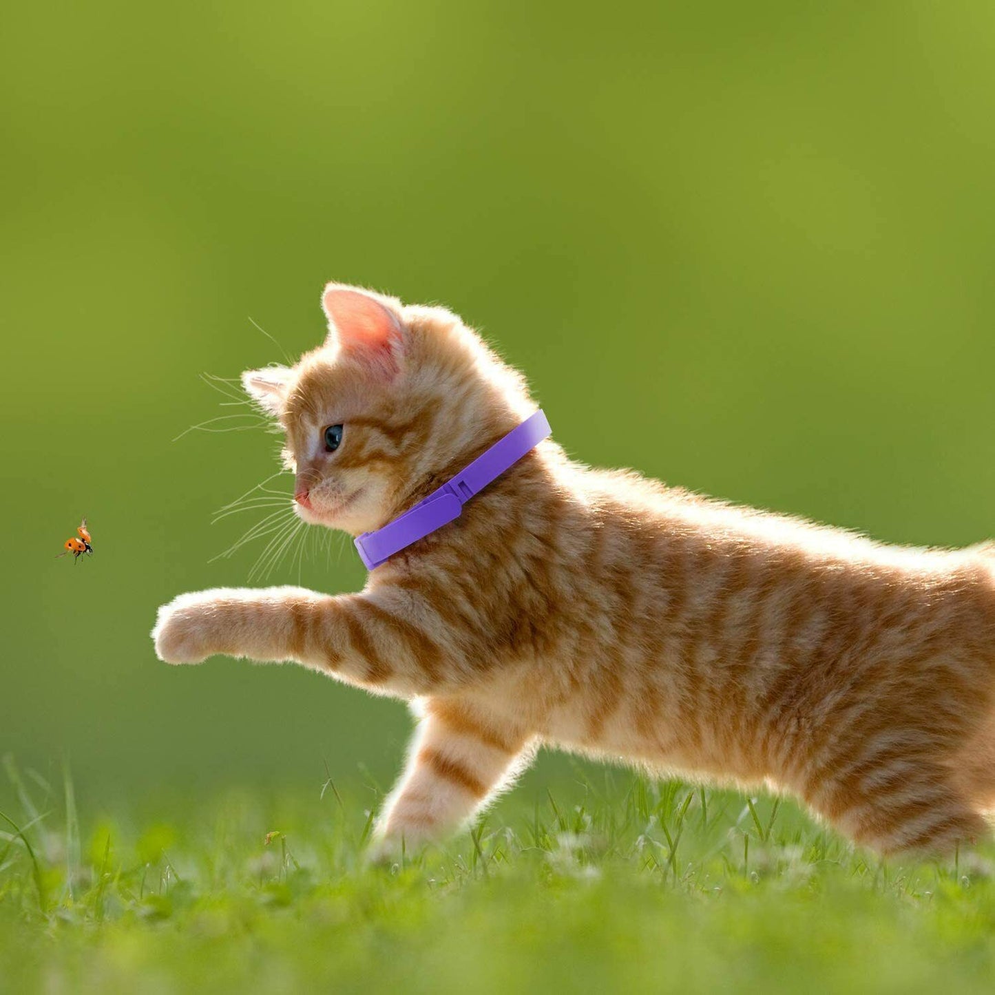 3 Pack Calming Collar for Cats, Cat Calming Collars, Natural Lavender Pheromone